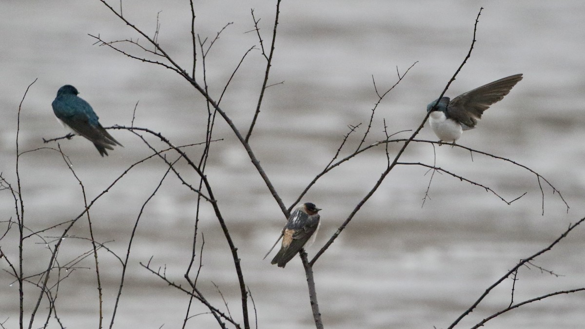 Cliff Swallow (pyrrhonota Group) - ML616880536