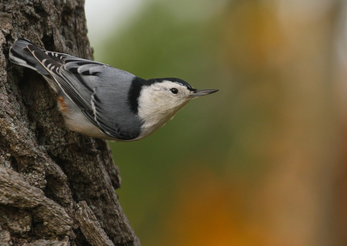 White-breasted Nuthatch - Scott Watson