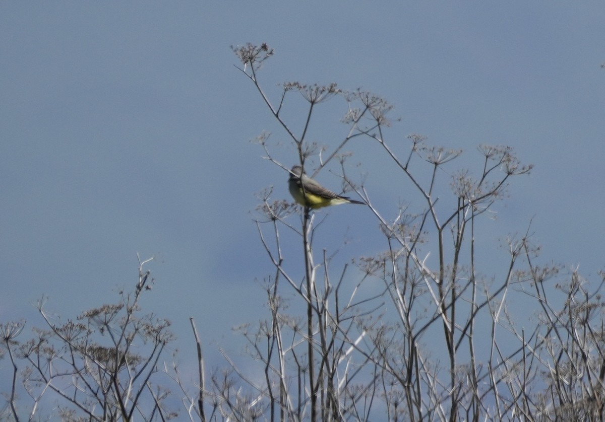 yellow-bellied kingbird sp. - ML616880583