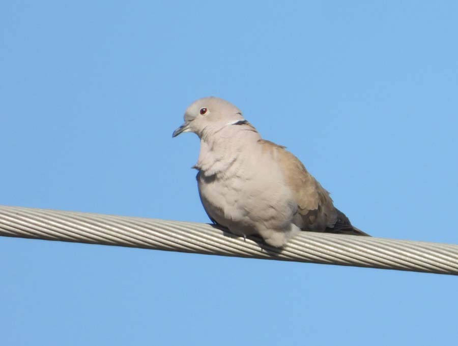 Eurasian Collared-Dove - ML616880605