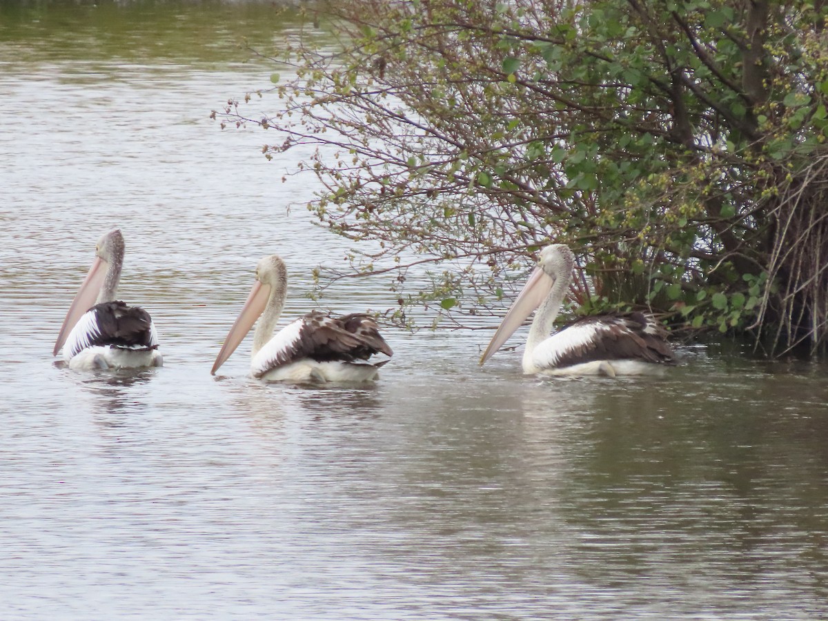 Australian Pelican - Sandra Henderson