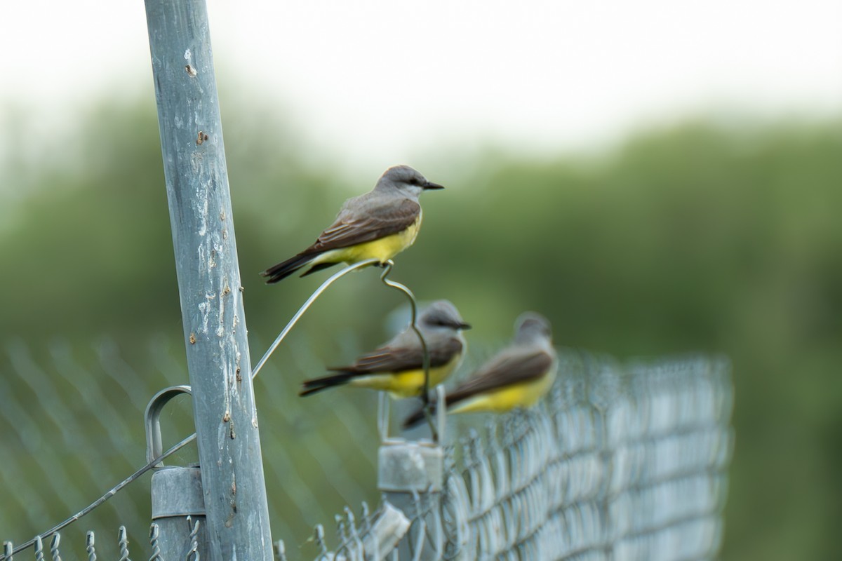 Western Kingbird - Frank Severson