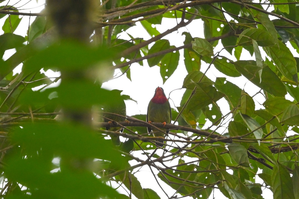 Cotinga à gorge rouge - ML616880711