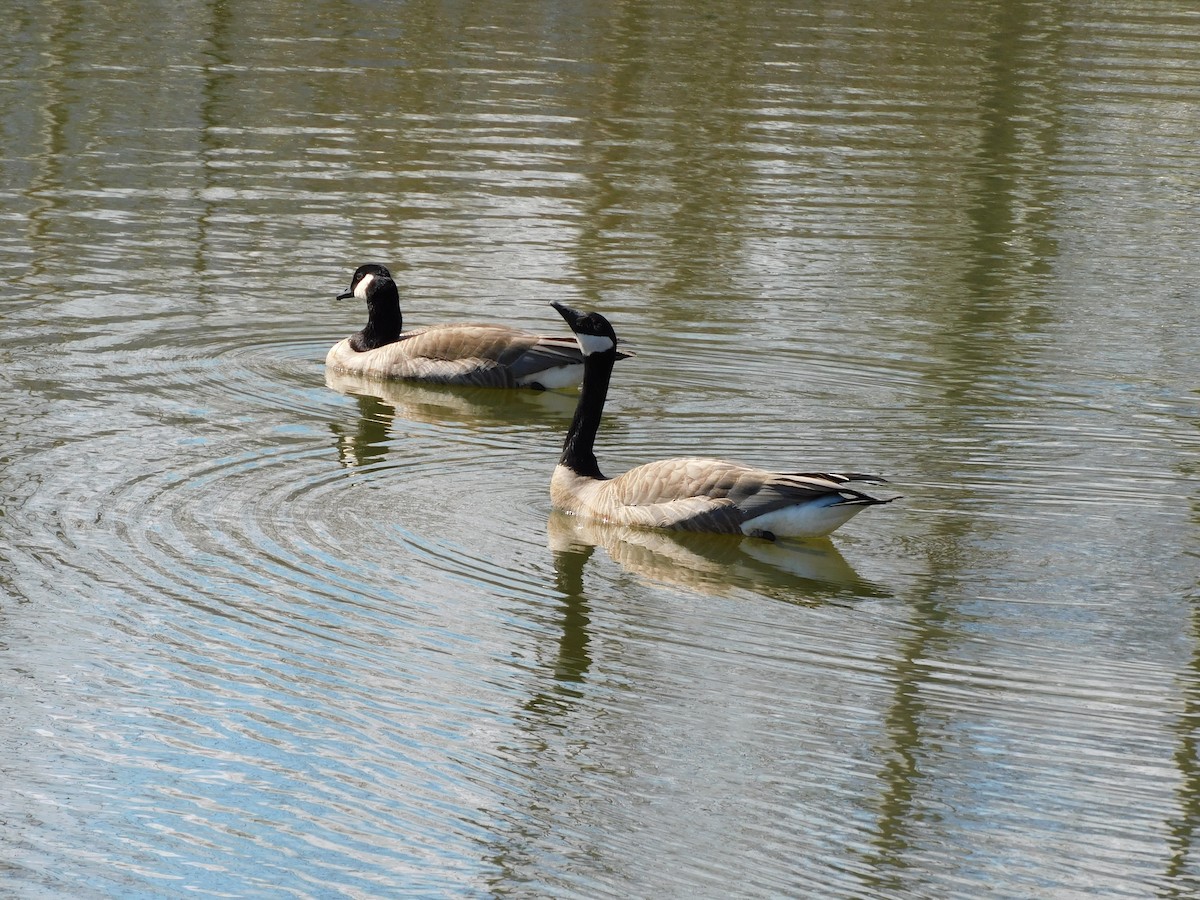 Canada Goose - Lisa Winslow