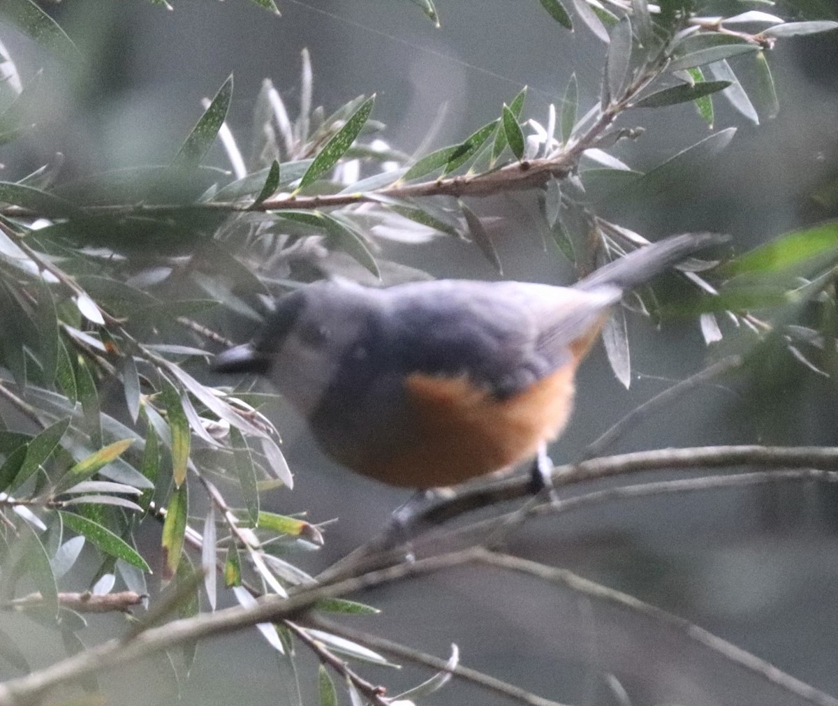 Black-faced Monarch - ML616880824