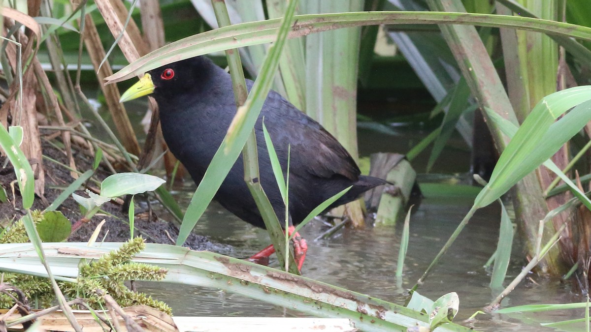 Polluela Negra Africana - ML616880834