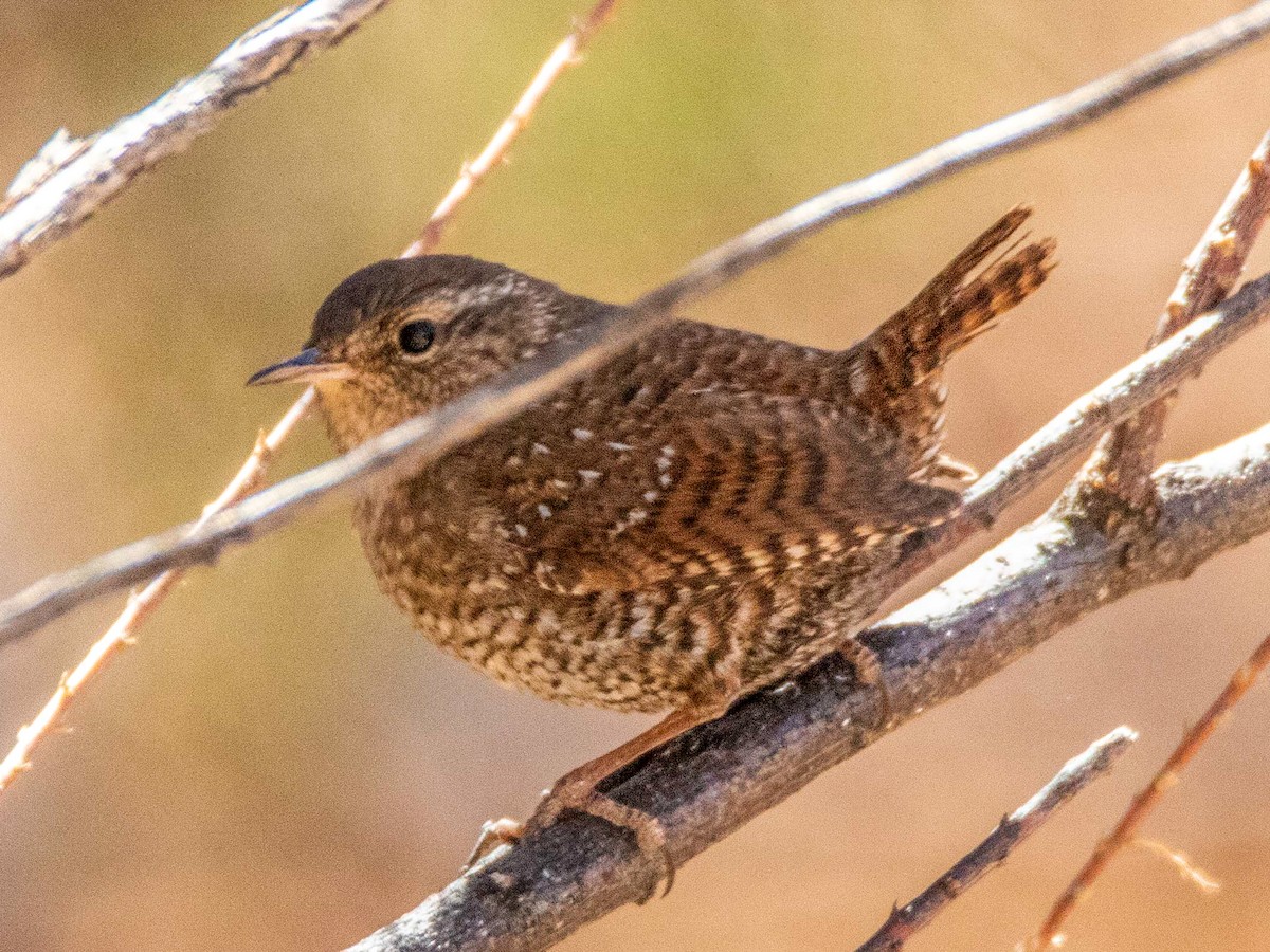 Winter Wren - ML616880907