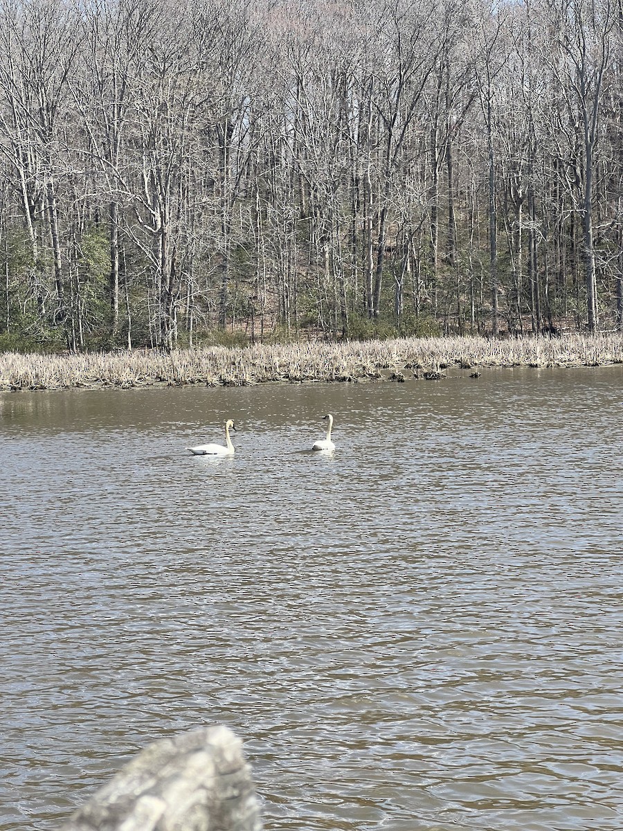 Trumpeter Swan - ML616880927