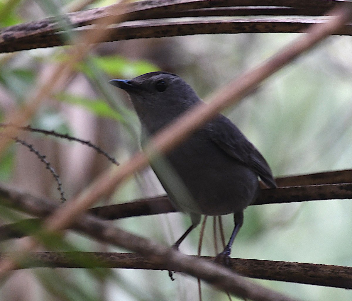 Gray Catbird - ML616880950