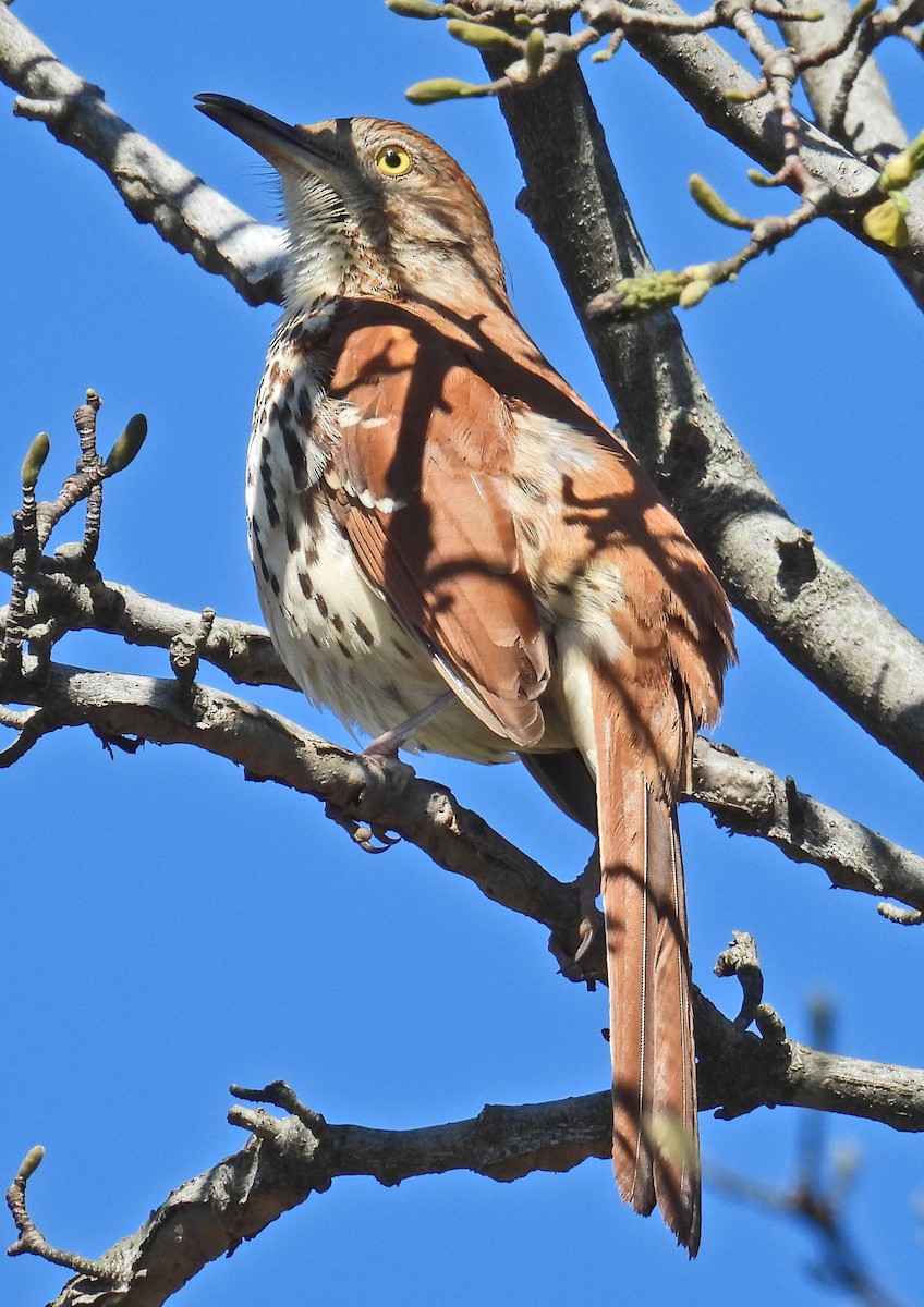 Brown Thrasher - John Sanchez