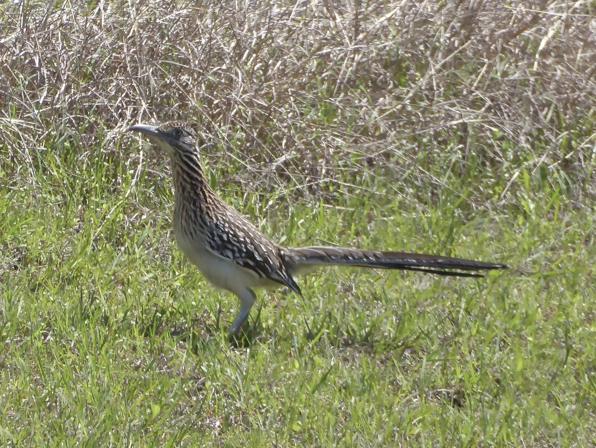 Greater Roadrunner - Karina Rathmell