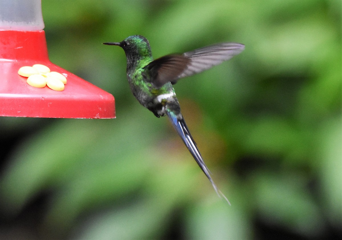 Green Thorntail - Chris Rohrer