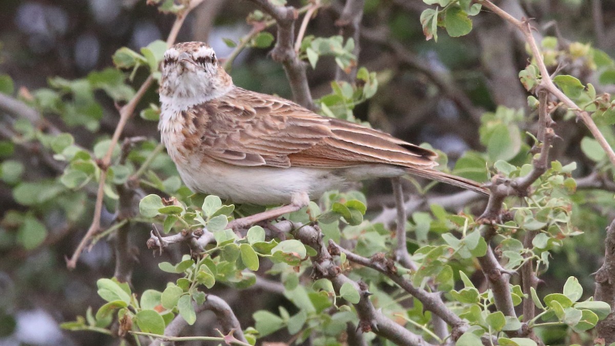 Fawn-colored Lark (Foxy) - ML616881121