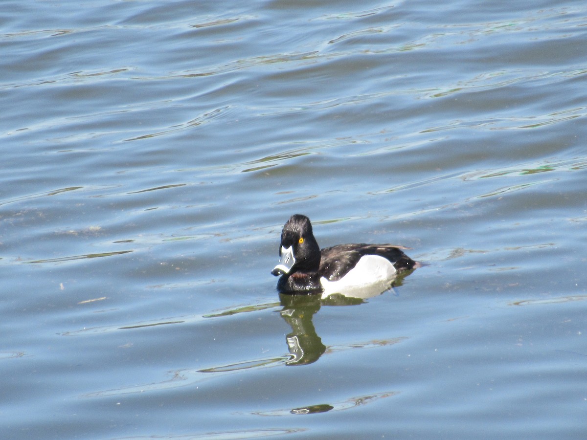 Ring-necked Duck - ML616881128