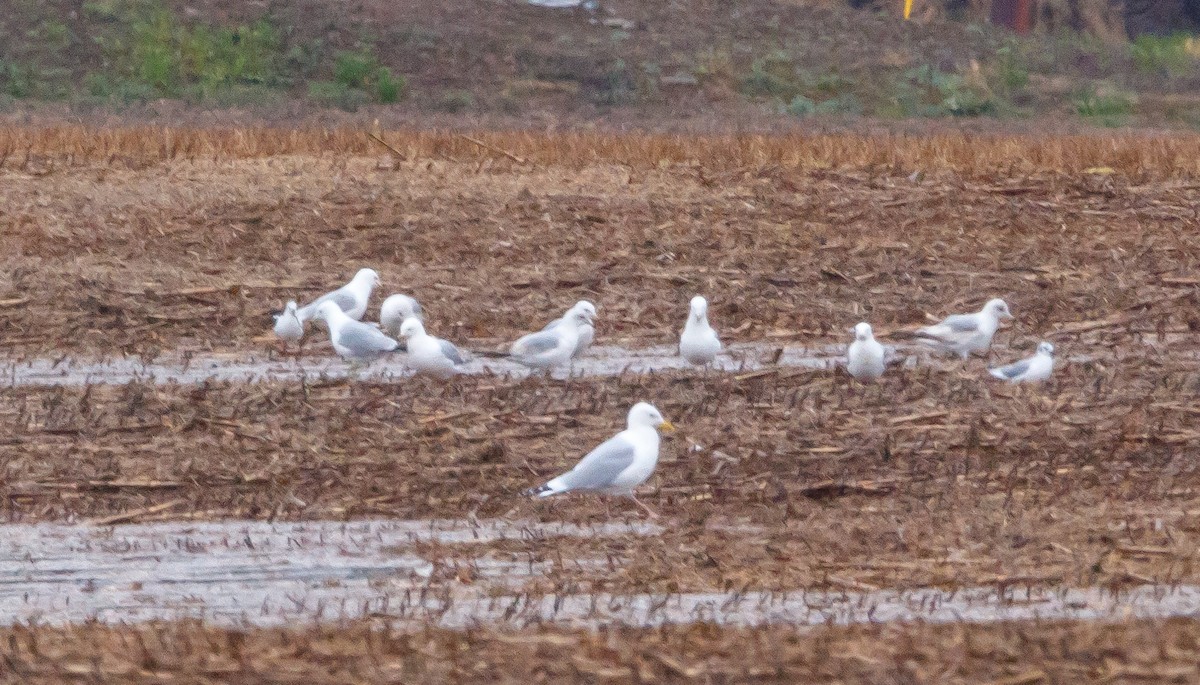 Herring Gull - ML616881130