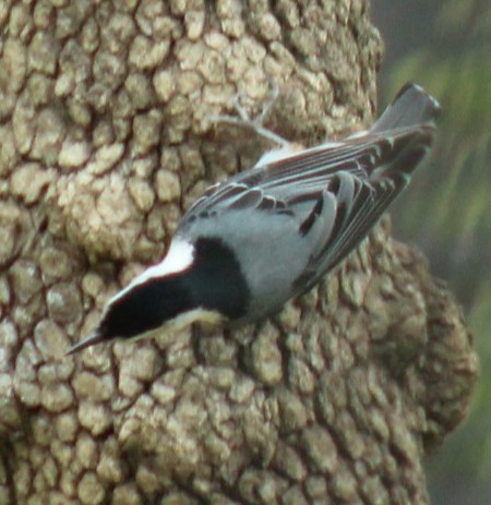 White-breasted Nuthatch - ML616881142