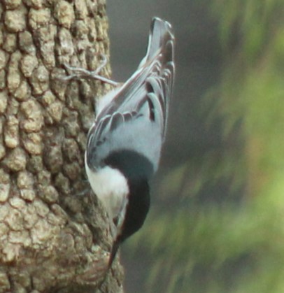 White-breasted Nuthatch - ML616881143