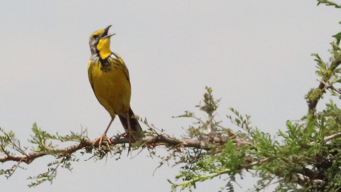 Yellow-throated Longclaw - Rick Folkening