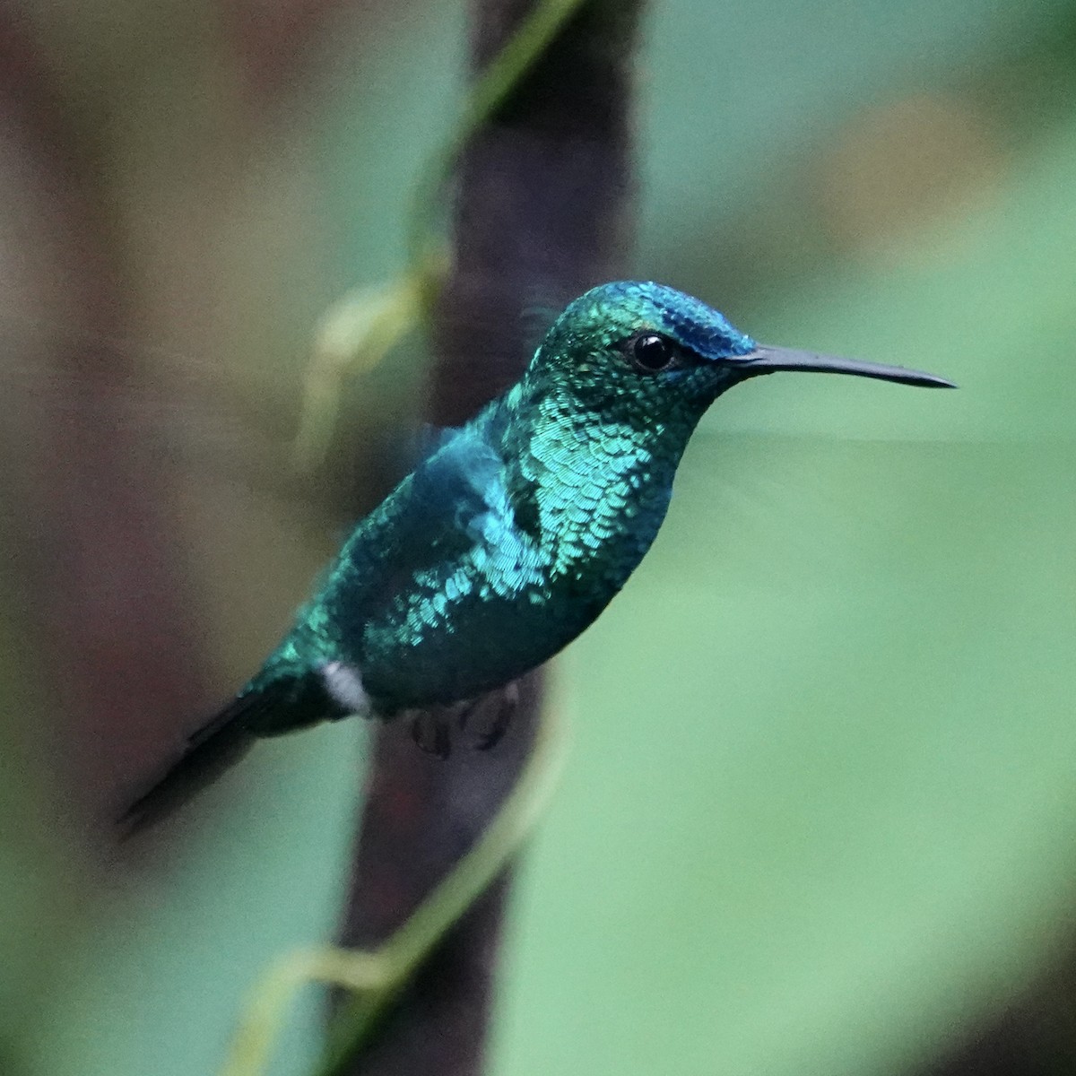 Western Emerald - ML616881198