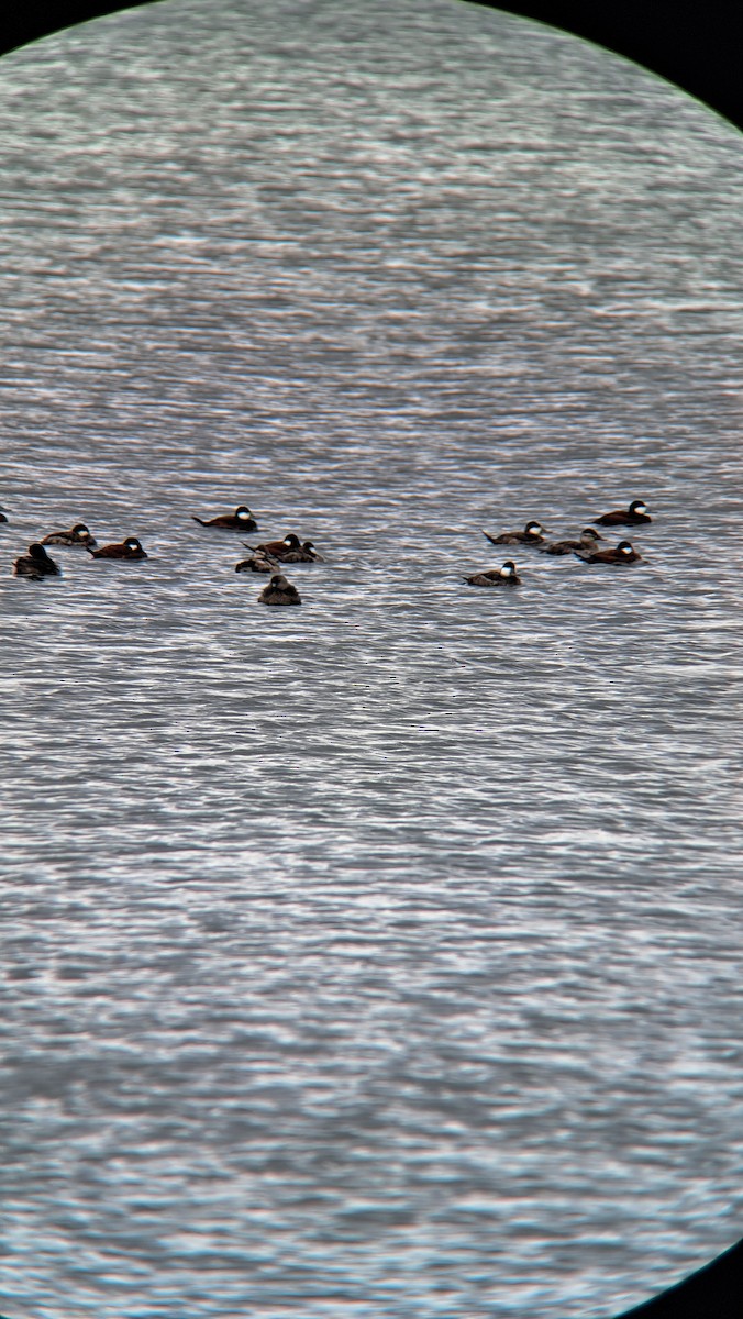 Ruddy Duck - ML616881217