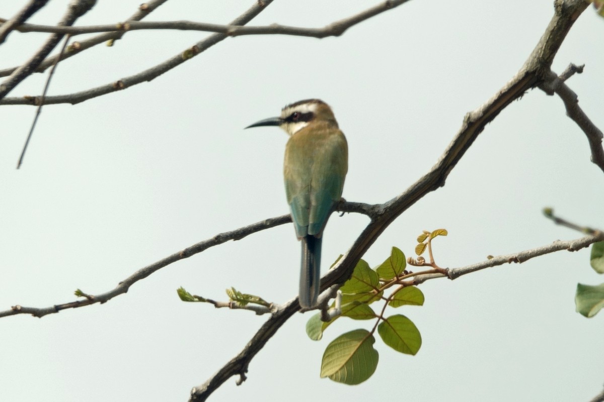 White-throated Bee-eater - Carl Haynie