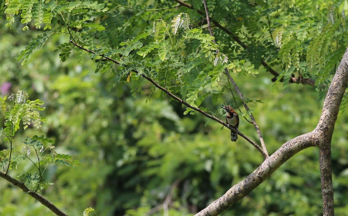 Lesser Necklaced Laughingthrush - Peter Hosner