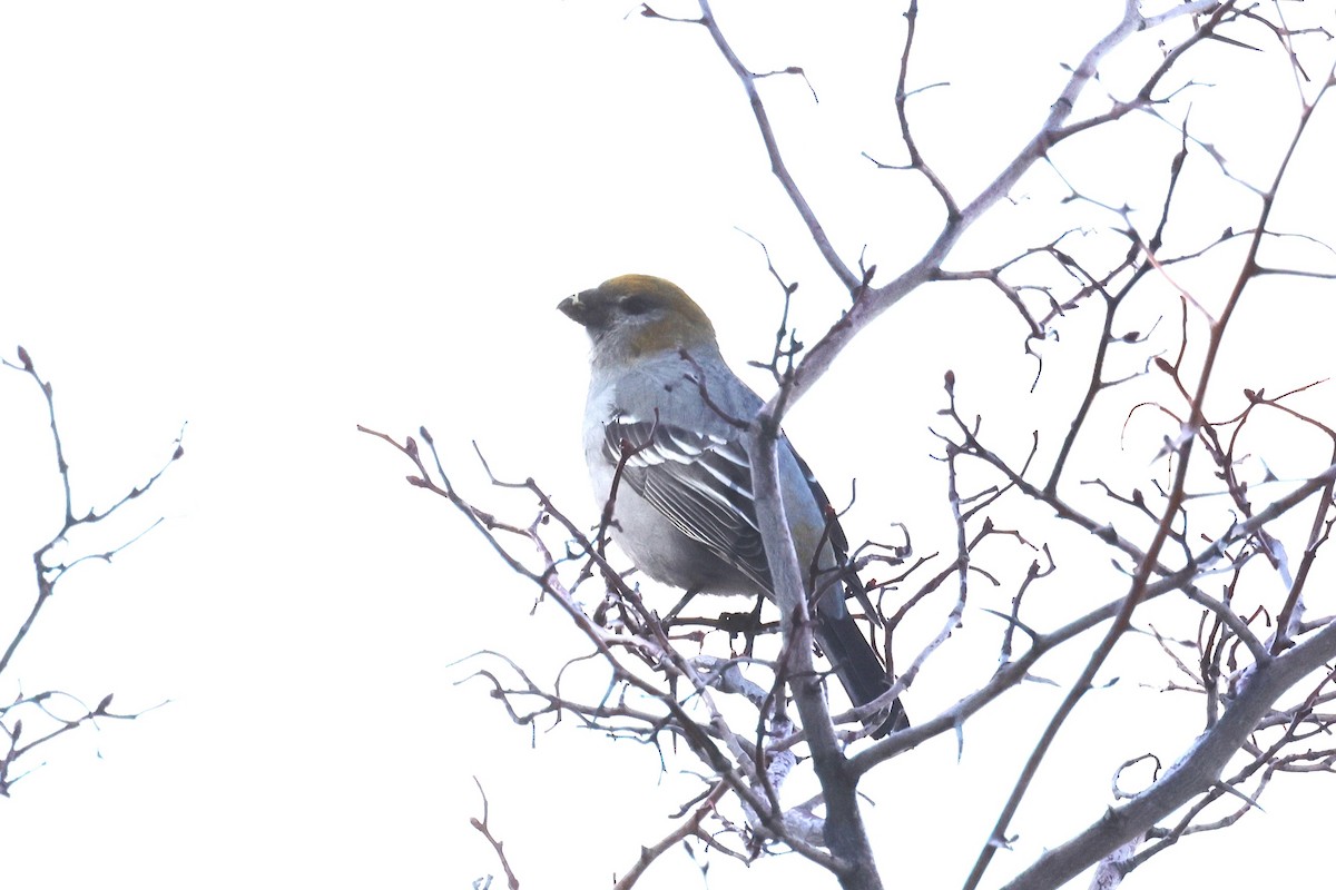 Pine Grosbeak - ML616881361