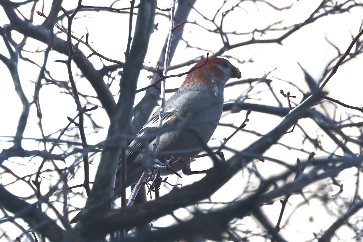 Pine Grosbeak - ML616881362