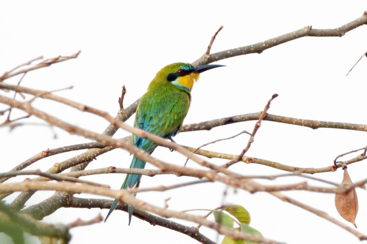 Swallow-tailed Bee-eater - Carl Haynie