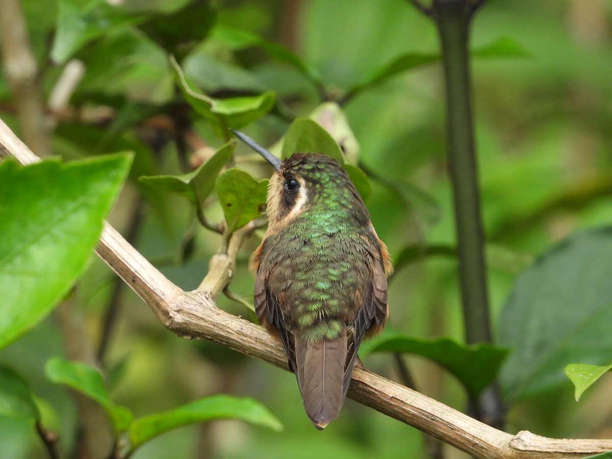 kolibřík blýskavý - ML616881404