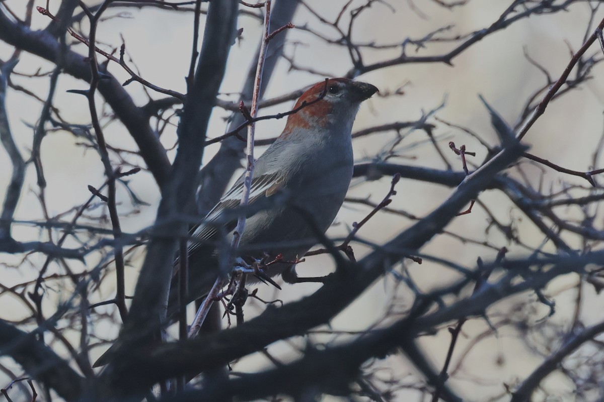 Pine Grosbeak - ML616881457