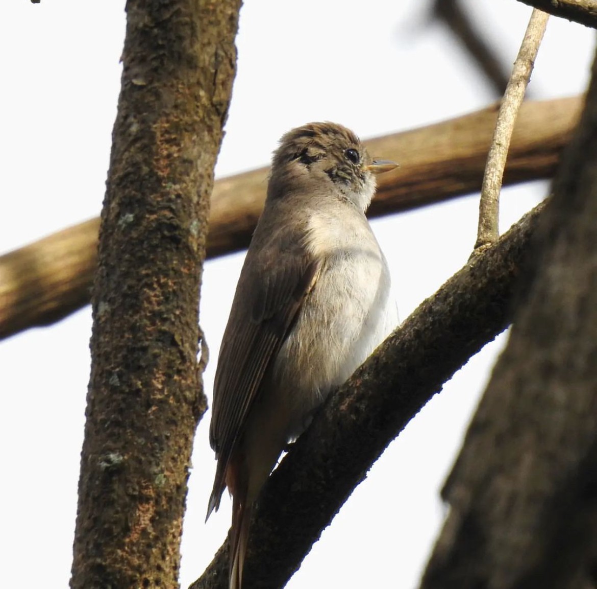 Rusty-tailed Flycatcher - ML616881493