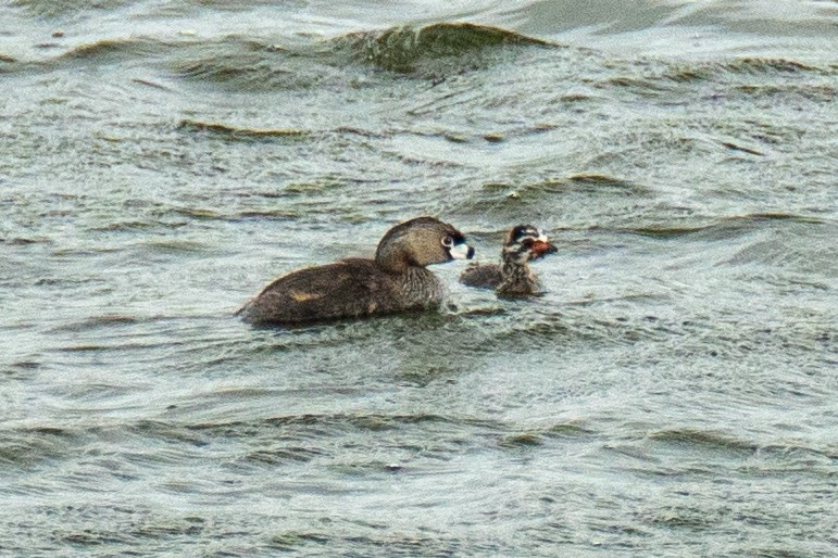 Pied-billed Grebe - Frank Severson