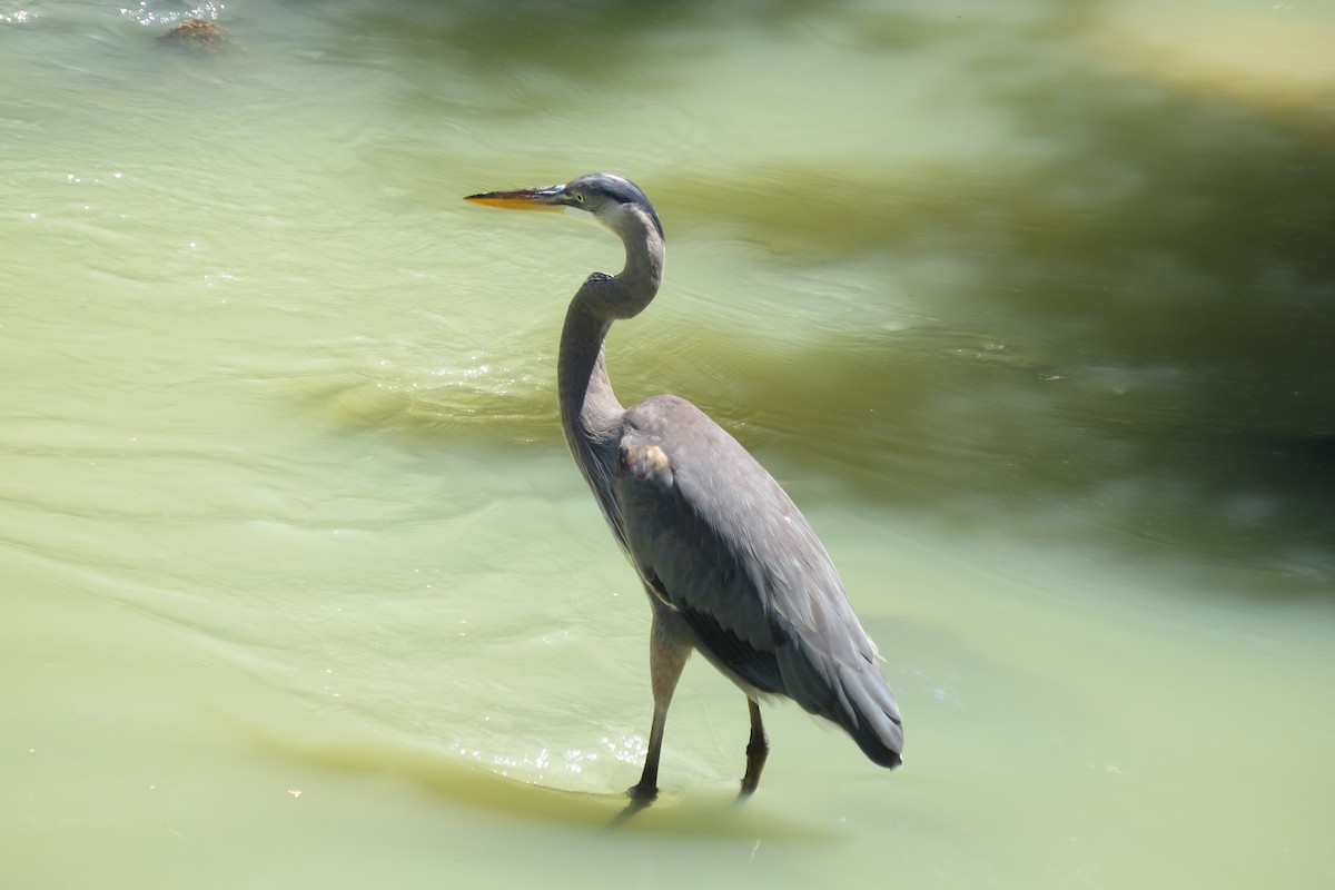 Great Blue Heron - ML616881594