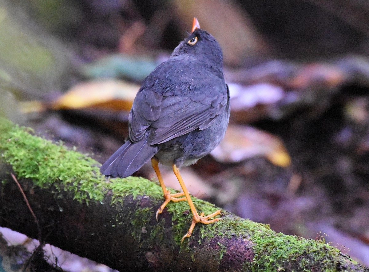 Slaty-backed Nightingale-Thrush - Chris Rohrer