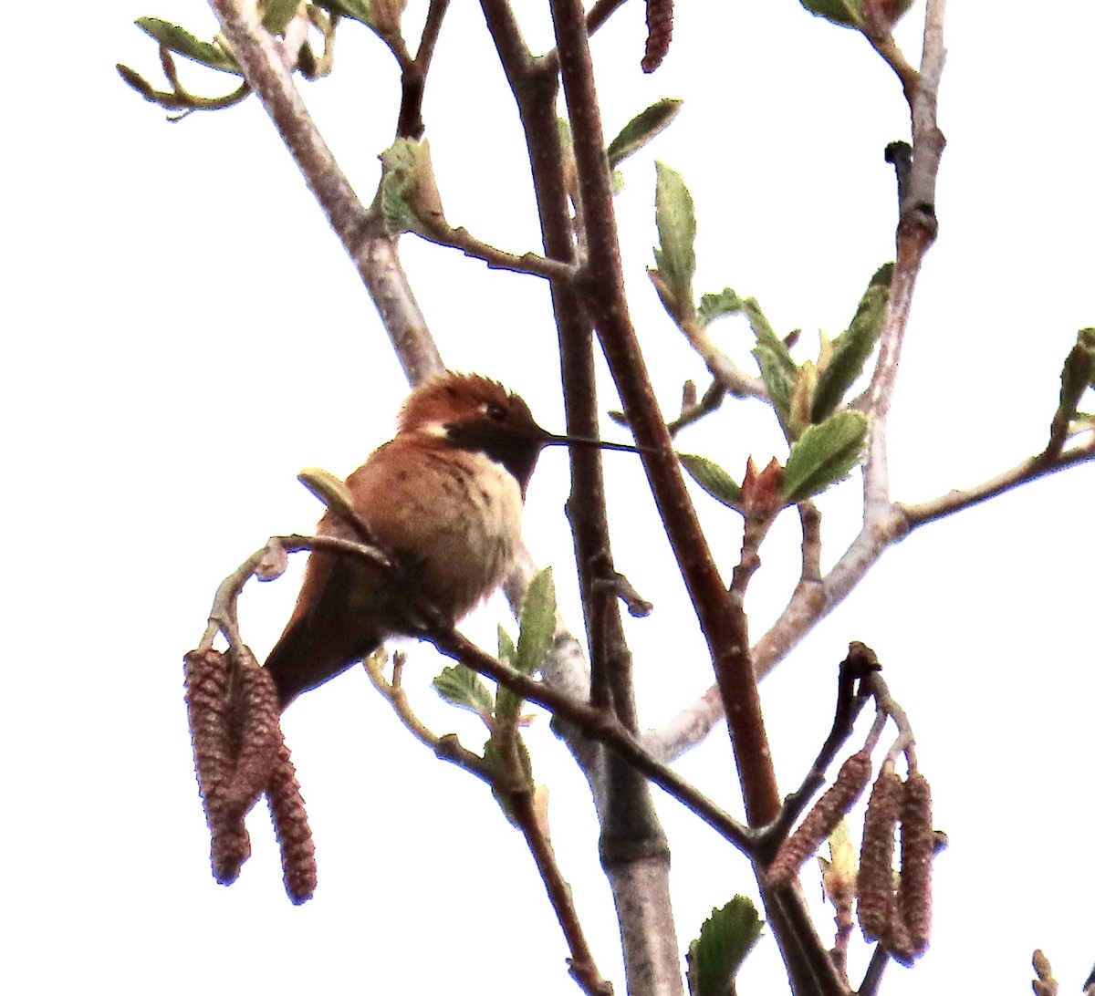 Rufous Hummingbird - ML616881619