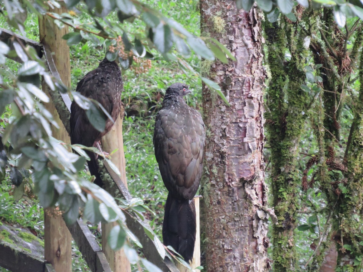 Dusky-legged Guan - ML616881696