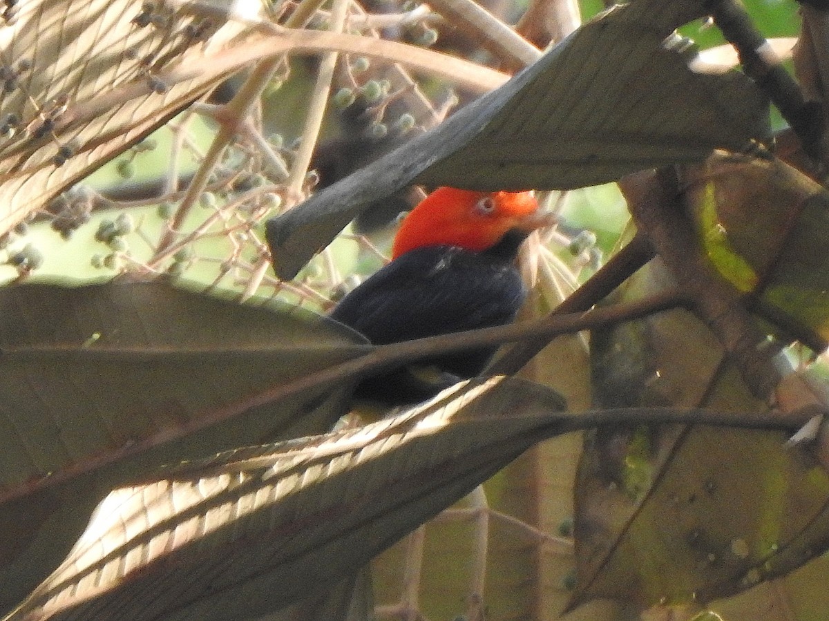 Red-capped Manakin - ML616881751