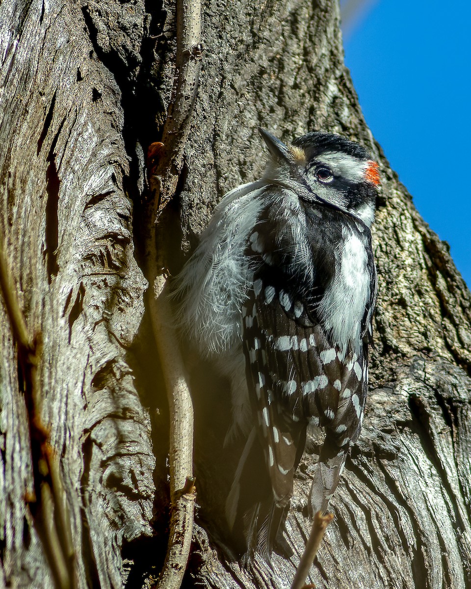 Downy Woodpecker - ML616881755