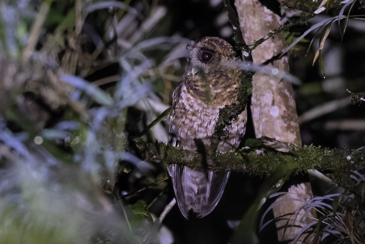 Rufous-banded Owl - Michael Todd