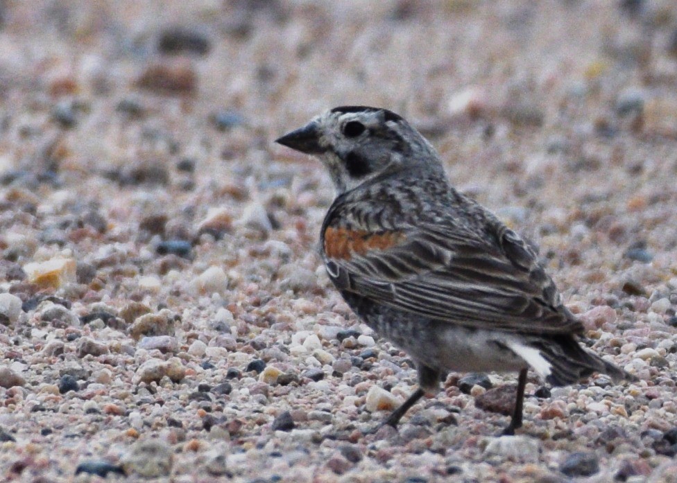 Thick-billed Longspur - Susan Rosine