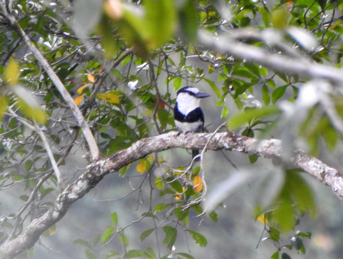 White-necked Puffbird - ML616881832