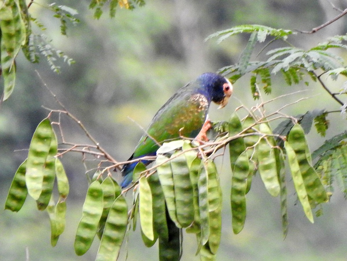 White-crowned Parrot - ML616881844