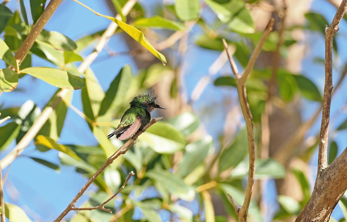 Antillean Crested Hummingbird - ML616881855