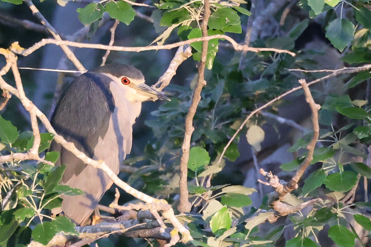 Black-crowned Night Heron - ML616881875