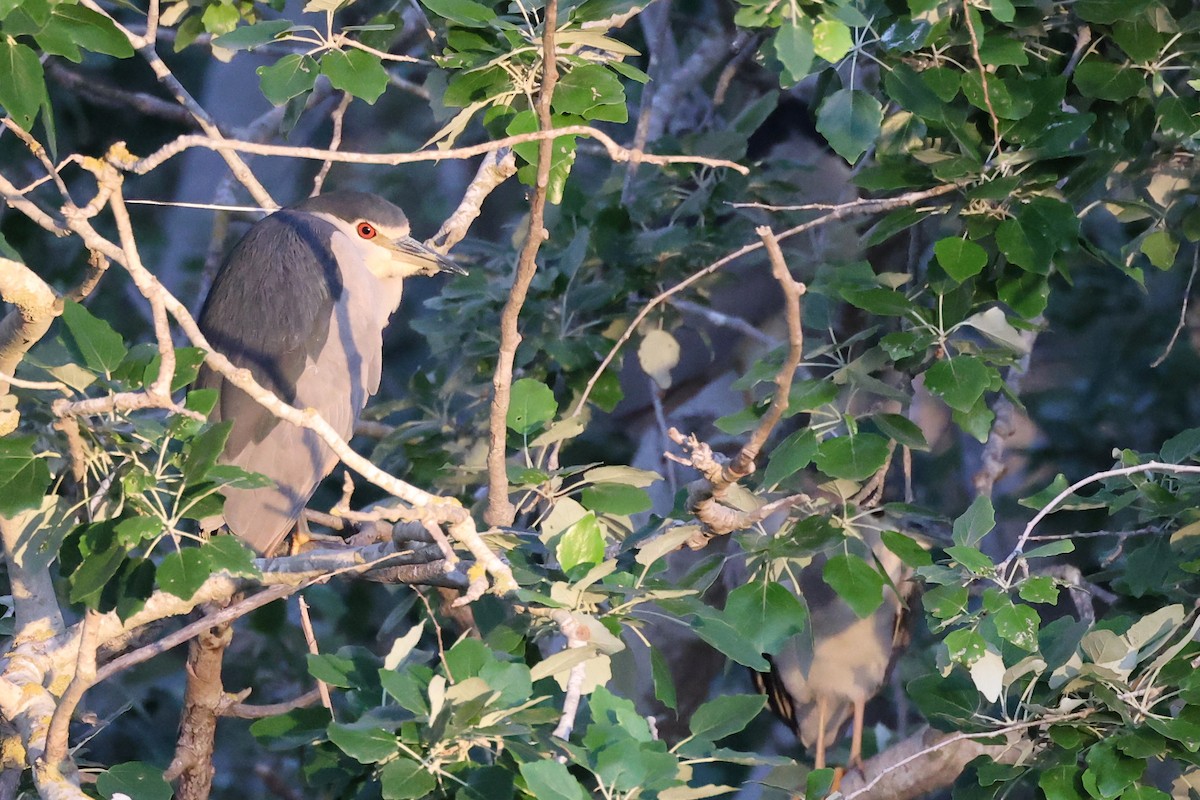 Black-crowned Night Heron - ML616881876