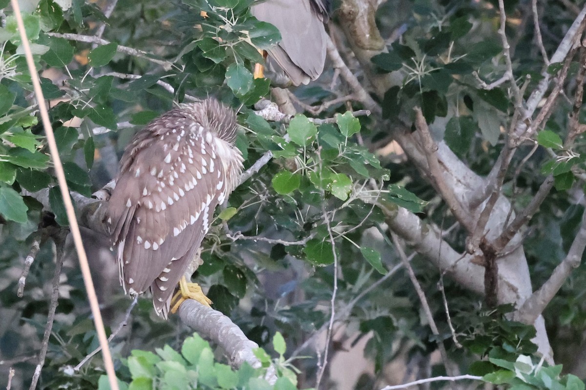 Black-crowned Night Heron - ML616881878