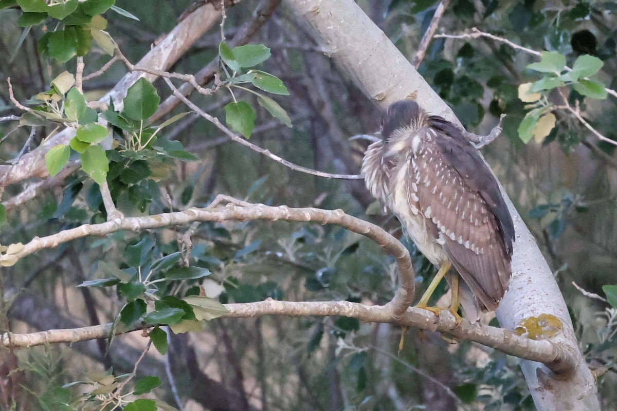 Black-crowned Night Heron - ML616881881