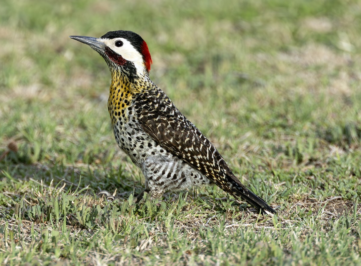 Green-barred Woodpecker (Golden-breasted) - Peter Kondrashov