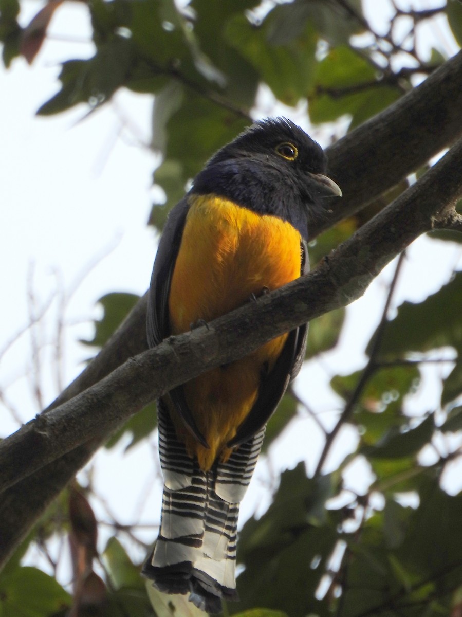 trogon podvazkový - ML616881909